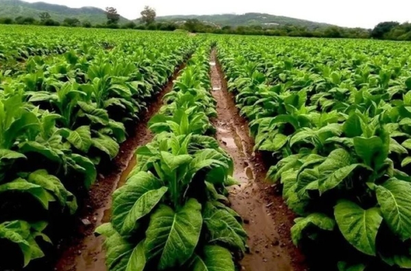 Pago anticipado para productores tabacaleros