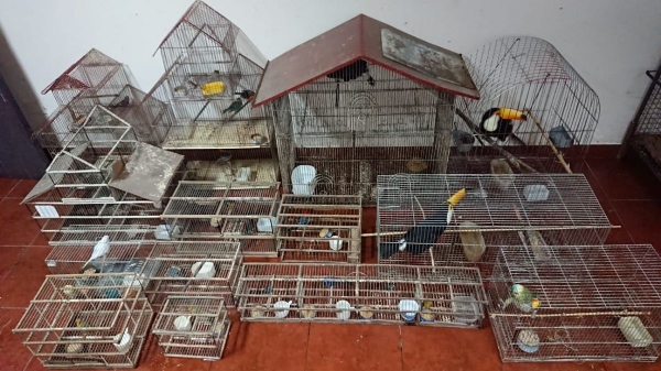 Importante rescate de fauna aut&oacute;ctona en San Pedro