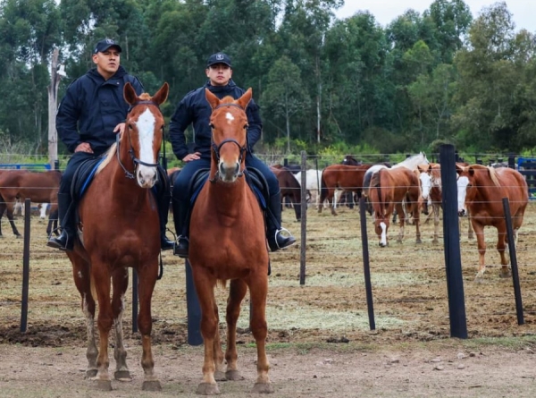 Incorporan 32 equinos para fortalecer el Cuerpo de Caballer&iacute;a