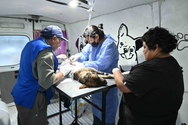 Exitosa jornada de castración masiva en el barrio Malvinas