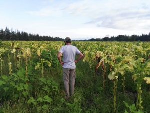 SE ACREDITARON $170 MILLONES PARA EL SECTOR TABACALERO