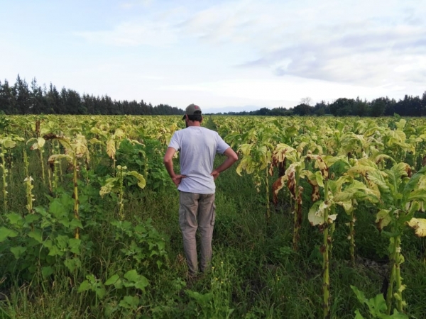 SE ACREDITARON $170 MILLONES PARA EL SECTOR TABACALERO