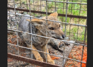 Rescatan 3 ejemplares de zorros en la Ciudad Cultural.