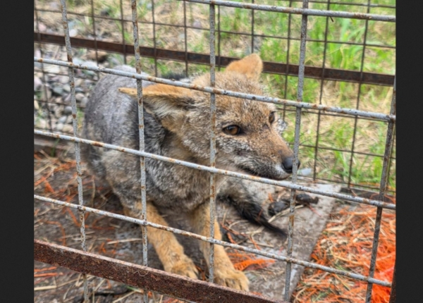 Rescatan 3 ejemplares de zorros en la Ciudad Cultural.