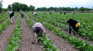 M&aacute;s de 1345 millones para tabacaleros