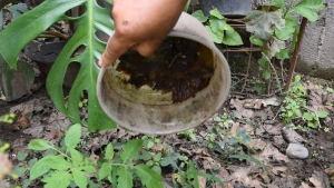 El riesgo de dengue sube con el Aedes Aegypti en la vivienda
