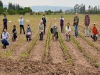 Abono org&aacute;nico para lograr una producci&oacute;n tabacalera sostenible