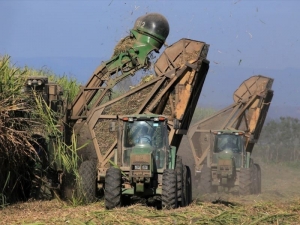 Ingenios continuan producci&oacute;n de az&uacute;car y alcohol