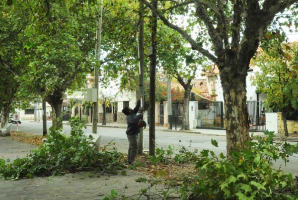 Ciudad de Nieva. Poda y mejoras el&eacute;ctricas de cara a una nueva obra de repavimentaci&oacute;n