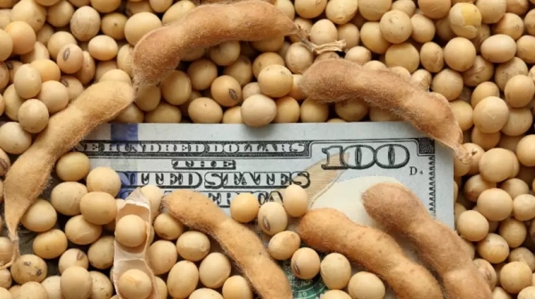 Los precios de la soja ya cayeron 27% en el a&ntilde;o y ahora aparece la amenaza china