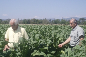 Evalúan avances del ensayo de tabaco