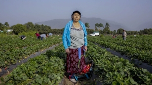 Una de cada cinco pymes del sector primario es liderada por mujeres rurales