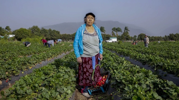 Una de cada cinco pymes del sector primario es liderada por mujeres rurales