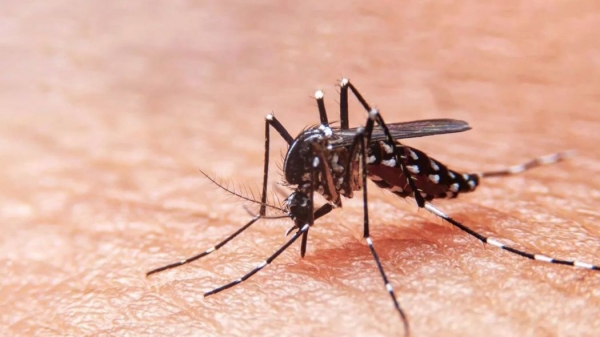M&aacute;s de 1300 casos confirmados de dengue en Jujuy