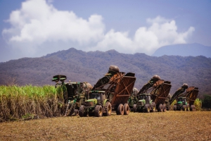 Ledesma finaliz&oacute; con &eacute;xito su zafra 2020