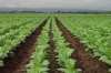 Campaña Tabacalera. Inscriben para financiar la etapa de plantación