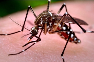Chikungunya: Jujuy registra un total de 119 casos