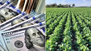 Ya se vendi&oacute; la mitad de la soja con retenciones 0%: qu&eacute; precio recibi&oacute; el productor y cu&aacute;ntos d&oacute;lares retuvo el Gobierno