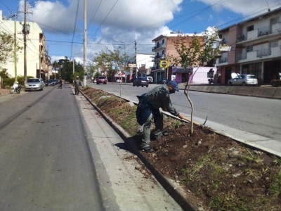 Rearborizaci&oacute;n en avenida Mosconi