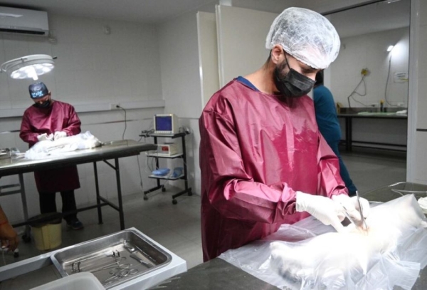 Continúa la campaña gratuita de castración en la ciudad