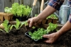 Talleres virtuales gratuitos de huerta org&aacute;nica