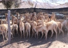 Puna juje&ntilde;a. Rescataron 42 vicu&ntilde;as de un antiguo criadero