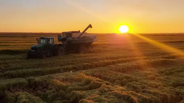 Aun con bajos precios de los granos, la campa&ntilde;a agr&iacute;cola 2024/25 ser&iacute;a la mejor en seis a&ntilde;os