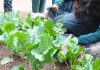 Nuevo taller de siembra para fomentar las huertas familiares