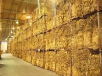 El tabaco Virginia ya tendr&iacute;a precio a valor d&oacute;lar