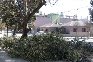 Advierten sobre podas mal realizadas en la ciudad