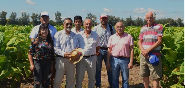 Mejoramiento del estado de los suelos tabacaleros