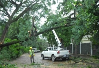 La Municipalidad refuerza el monitoreo del arbolado urbano