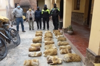 Lucha contra la caza furtiva de vicu&ntilde;as en la Puna: el Gobierno activa acciones con la justicia y las fuerzas de seguridad