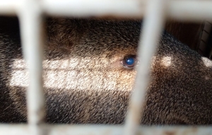 Exitoso rescate de pecar&iacute;es de collar