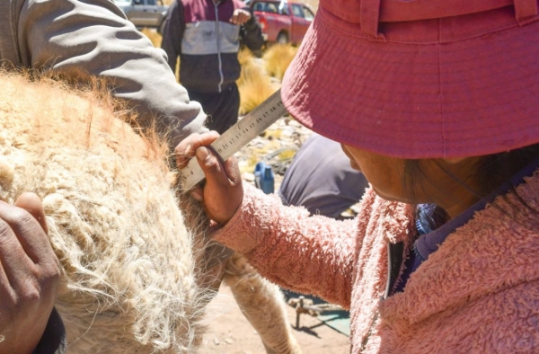 Contin&uacute;an las Esquilas de Vicu&ntilde;as: un &eacute;xito en conservaci&oacute;n