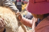 Contin&uacute;an las Esquilas de Vicu&ntilde;as: un &eacute;xito en conservaci&oacute;n