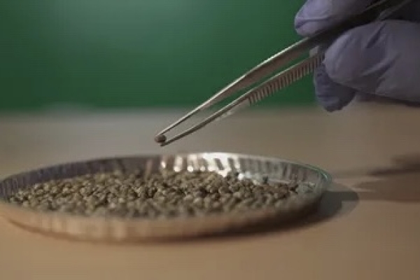 Cannabis medicinal: Jujuy avanza con un Plan de Desarrollo Gen&eacute;tico