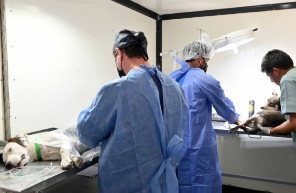 El Municipio alcanz&oacute; las 14 mil esterilizaciones de mascotas