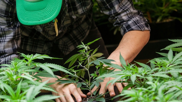 Luz verde de Salud al proyecto de cultivo de cannabis con fines de investigaci&oacute;n