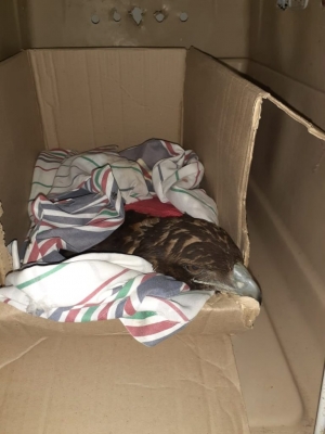 Un &aacute;guila mora fue intervenida y permanece en observaci&oacute;n