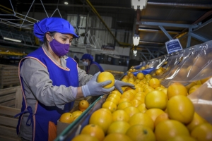 Ledesma comenz&oacute; la cosecha de naranjas para exportaci&oacute;n
