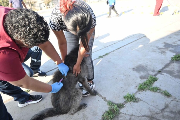Alto Comedero.Vacunaci&oacute;n Antirr&aacute;bica, esterilizaci&oacute;n y registro digital