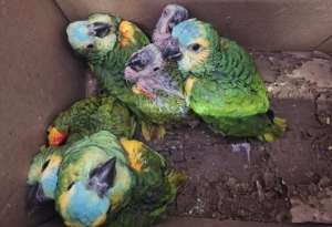 Rehabilitan loros habladores que eran traficados ilegalmente