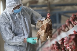 Influenza aviar: recomendaciones para evitar la diseminaci&oacute;n