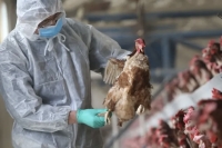 Influenza aviar: recomendaciones para evitar la diseminaci&oacute;n