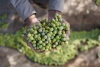 Tras tocar mínimos históricos, el vino argentino vuelve a crecer en el exterior impulsado por el boom de los blancos
