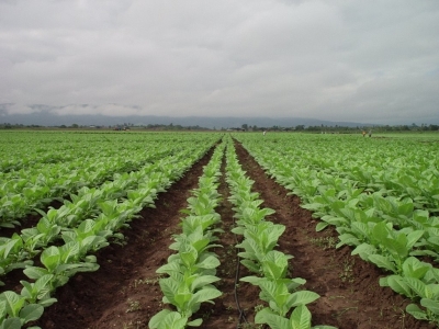 Programa de financiamiento para productores tabacaleros