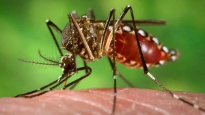 Dengue en Argentina: en varias provincias los casos aut&oacute;ctonos se adelantaron con respecto al a&ntilde;o pasado