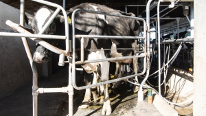 Se profundiza conflicto l&aacute;cteo y peligra abastecimiento