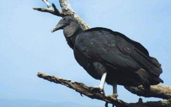 Liberaron ejemplares de fauna silvestre